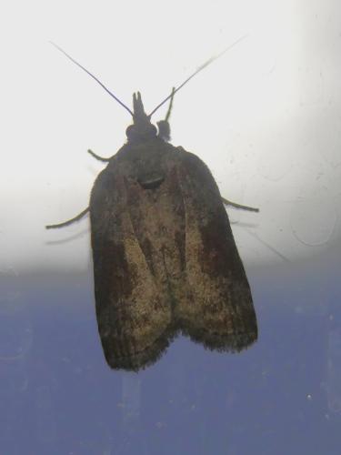 Réf. 306 288 : Nycteola sp.